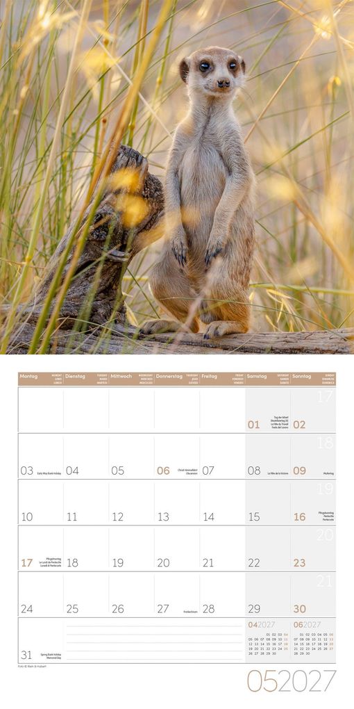Weitere Ansicht: Erdmännchen Kalender 2027 - 30x30 - Art12 | Ackermann Kunstverlag GmbH