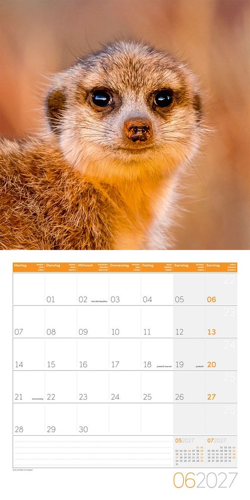 Weitere Ansicht: Erdmännchen Kalender 2027 - 30x30 - Art12 | Ackermann Kunstverlag GmbH