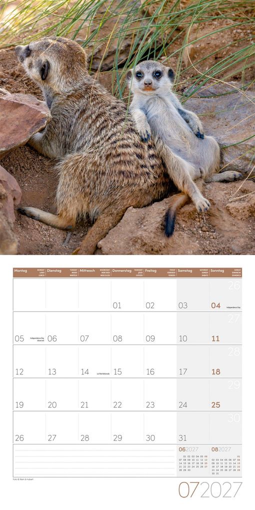 Weitere Ansicht: Erdmännchen Kalender 2027 - 30x30 - Art12 | Ackermann Kunstverlag GmbH