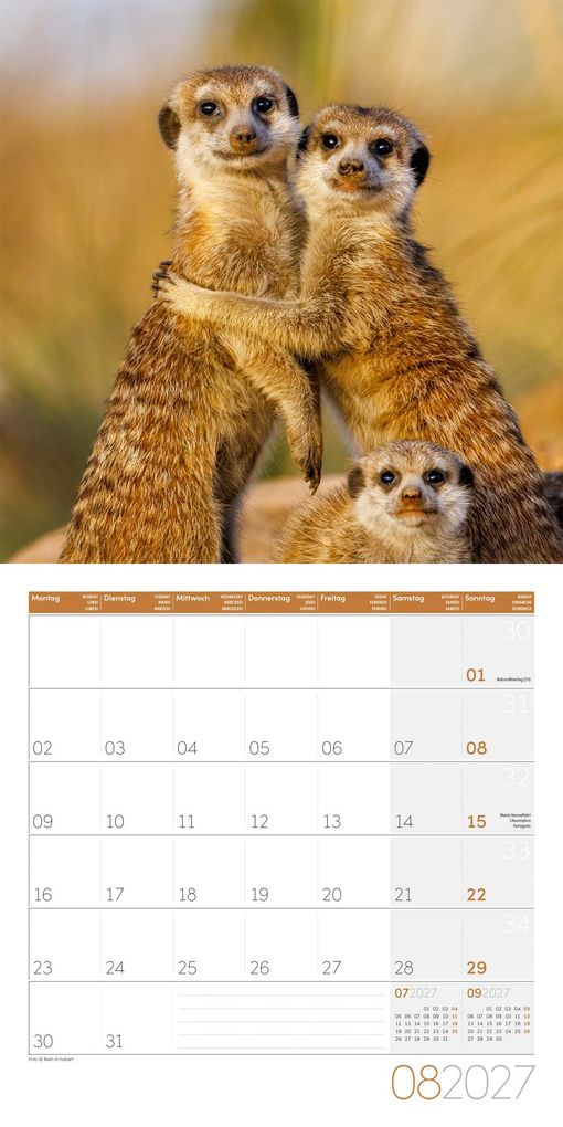 Weitere Ansicht: Erdmännchen Kalender 2027 - 30x30 - Art12 | Ackermann Kunstverlag GmbH