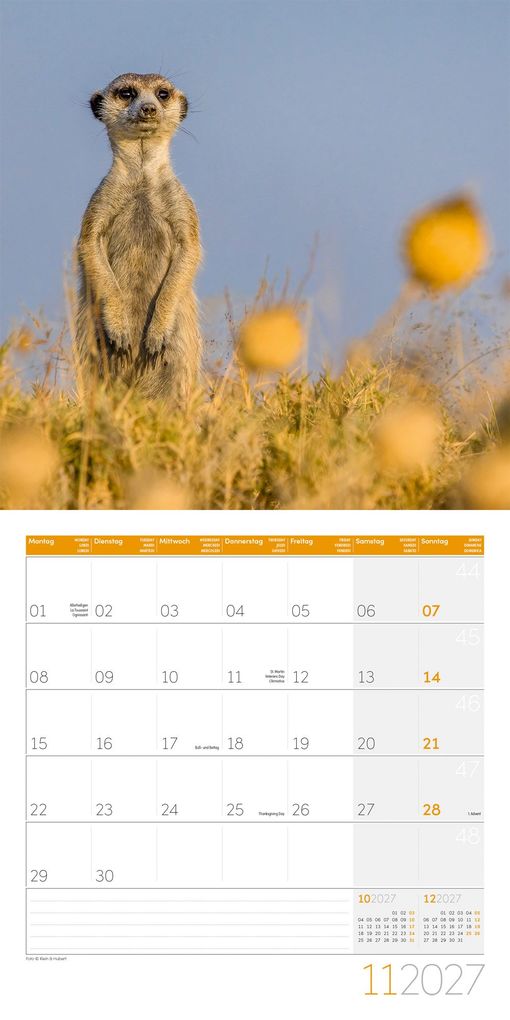 Weitere Ansicht: Erdmännchen Kalender 2027 - 30x30 - Art12 | Ackermann Kunstverlag GmbH