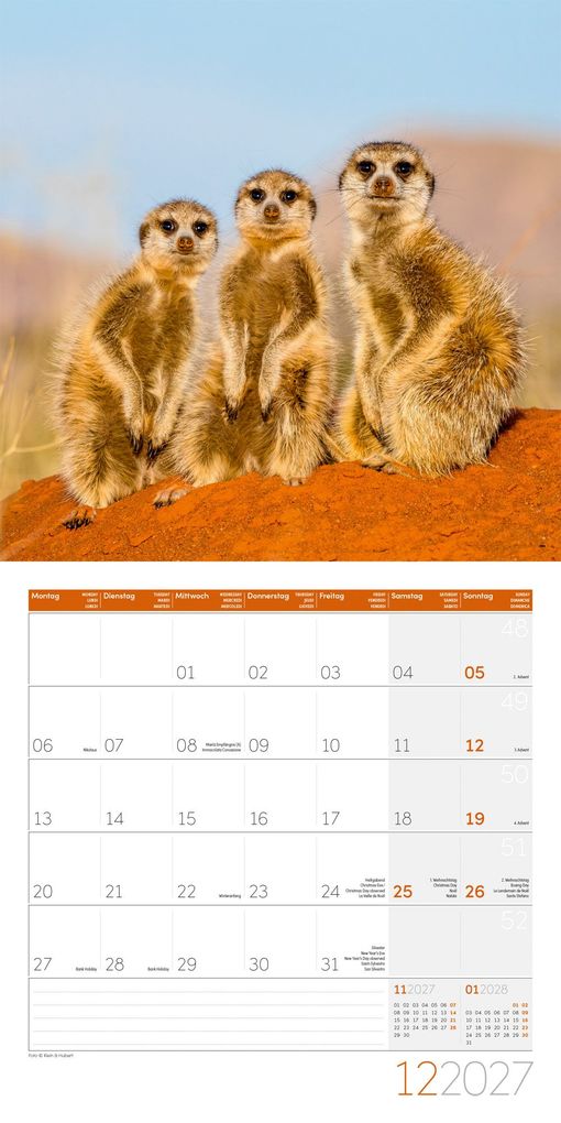 Weitere Ansicht: Erdmännchen Kalender 2027 - 30x30 - Art12 | Ackermann Kunstverlag GmbH