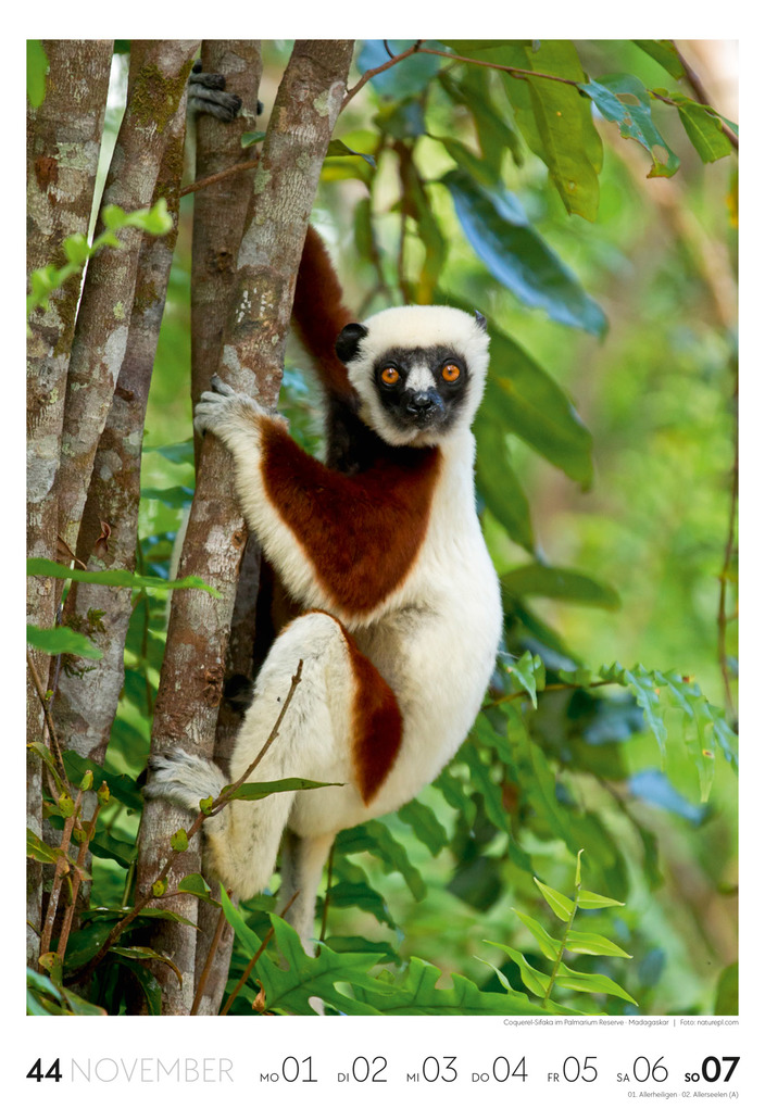 Weitere Ansicht: Reisen Wochenkalender 2027 | Ackermann Kunstverlag GmbH