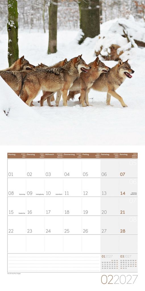 Weitere Ansicht: Wölfe Kalender 2027 - 30x30 - Art12 | Ackermann Kunstverlag GmbH