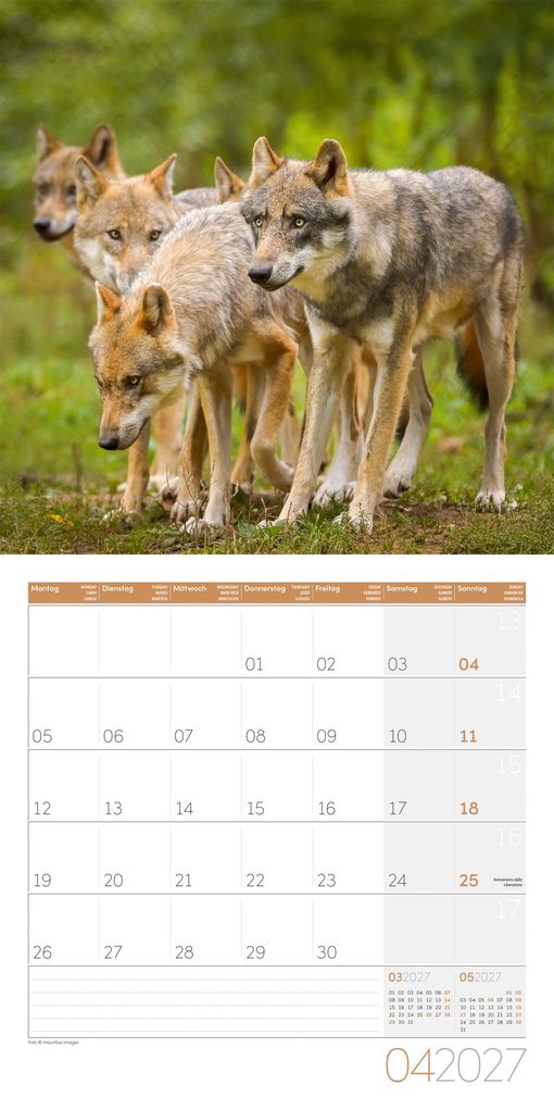 Weitere Ansicht: Wölfe Kalender 2027 - 30x30 - Art12 | Ackermann Kunstverlag GmbH