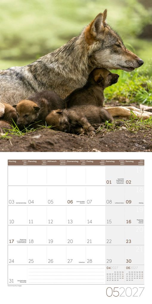 Weitere Ansicht: Wölfe Kalender 2027 - 30x30 - Art12 | Ackermann Kunstverlag GmbH