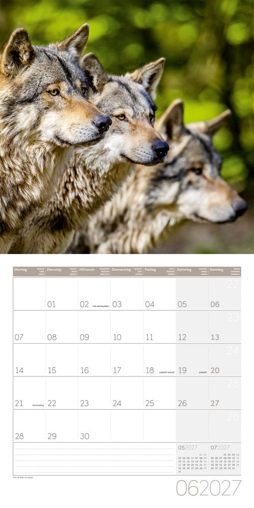 Weitere Ansicht: Wölfe Kalender 2027 - 30x30 - Art12 | Ackermann Kunstverlag GmbH