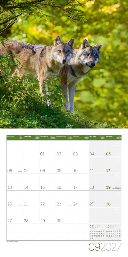Weitere Ansicht: Wölfe Kalender 2027 - 30x30 - Art12 | Ackermann Kunstverlag GmbH