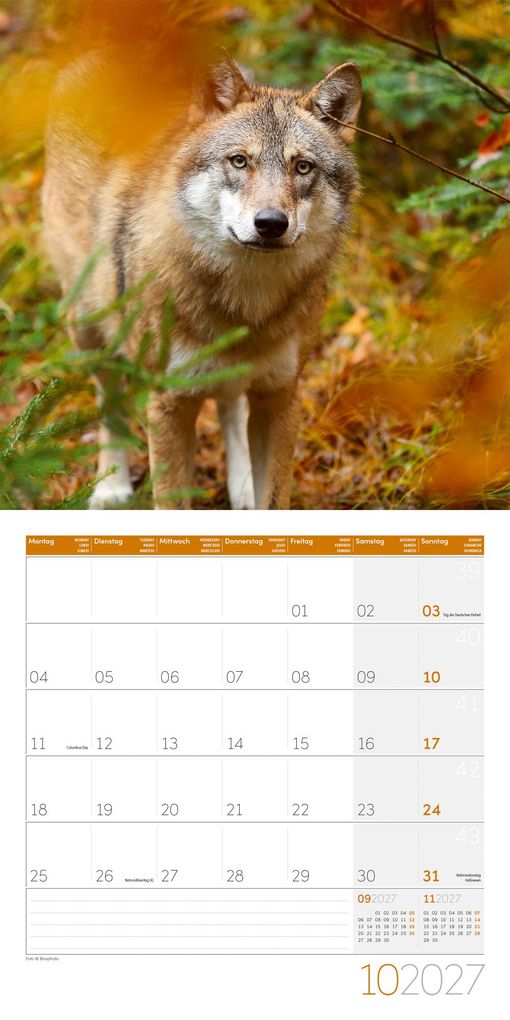 Weitere Ansicht: Wölfe Kalender 2027 - 30x30 - Art12 | Ackermann Kunstverlag GmbH