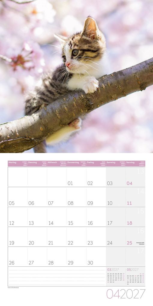 Weitere Ansicht: Katzen Kalender 2027 - 30x30 - Art12 | Ackermann Kunstverlag GmbH