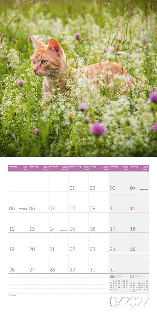 Weitere Ansicht: Katzen Kalender 2027 - 30x30 - Art12 | Ackermann Kunstverlag GmbH