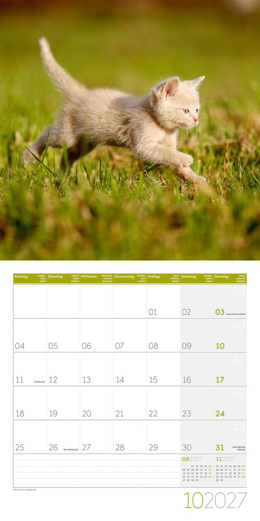 Weitere Ansicht: Katzen Kalender 2027 - 30x30 - Art12 | Ackermann Kunstverlag GmbH