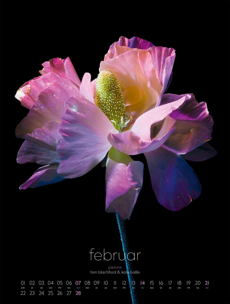 Weitere Ansicht: in bloom Kalender 2027 | Blachford, Ackermann Kunstverlag GmbH