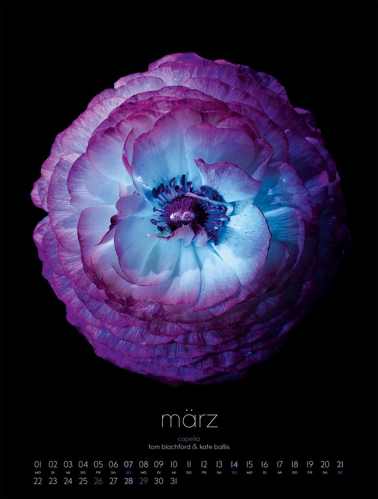 Weitere Ansicht: in bloom Kalender 2027 | Blachford, Ackermann Kunstverlag GmbH