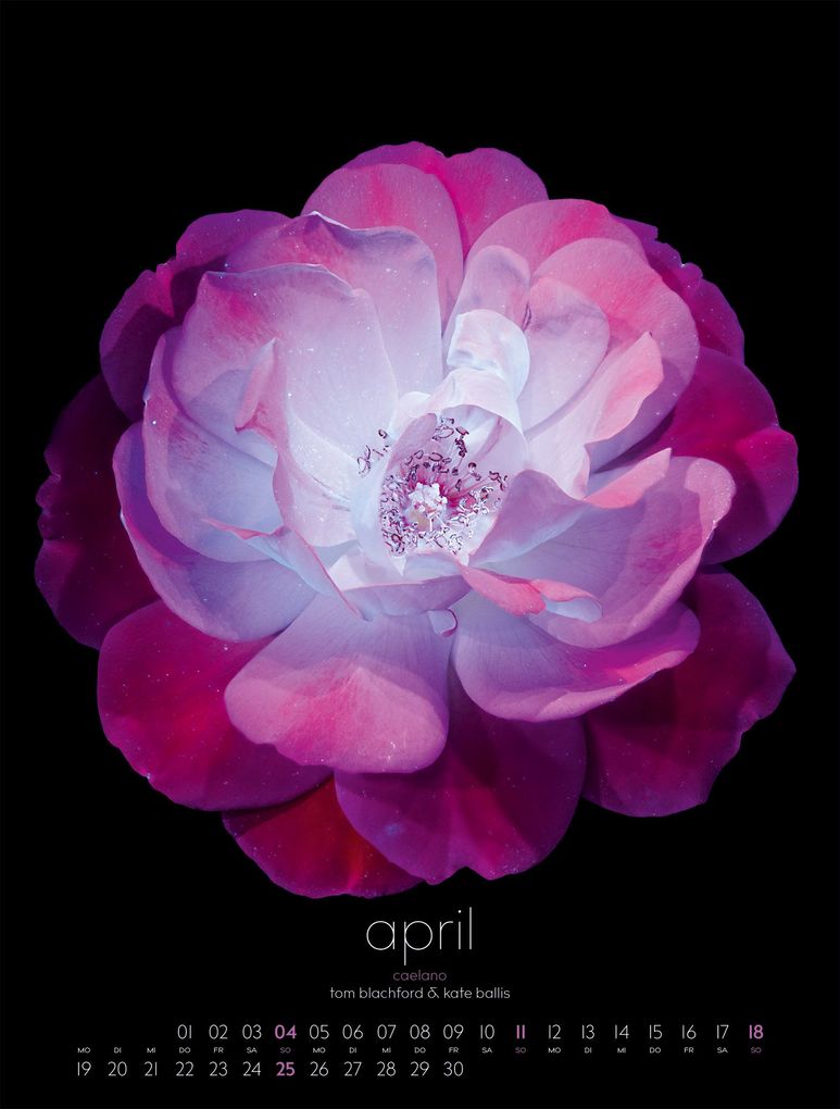 Weitere Ansicht: in bloom Kalender 2027 | Blachford, Ackermann Kunstverlag GmbH