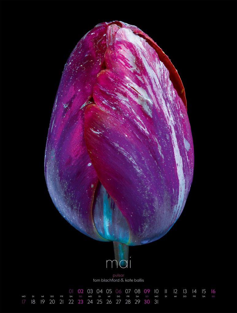 Weitere Ansicht: in bloom Kalender 2027 | Blachford, Ackermann Kunstverlag GmbH