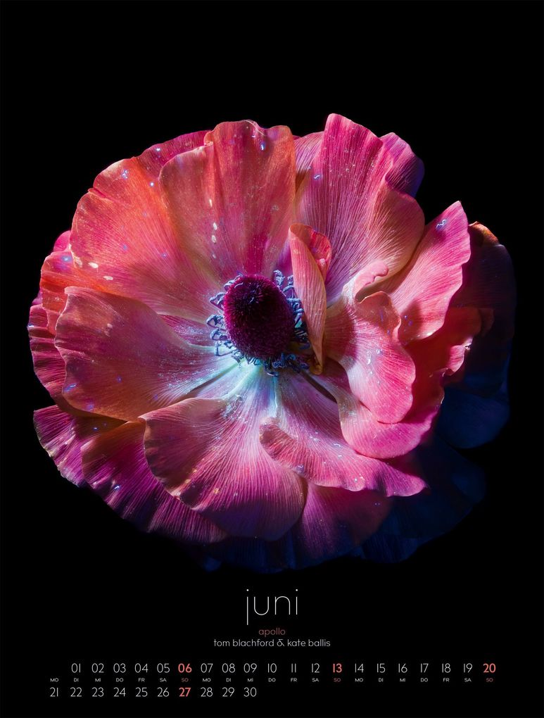 Weitere Ansicht: in bloom Kalender 2027 | Blachford, Ackermann Kunstverlag GmbH