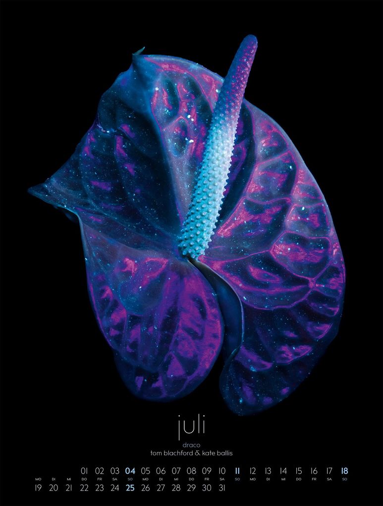 Weitere Ansicht: in bloom Kalender 2027 | Blachford, Ackermann Kunstverlag GmbH