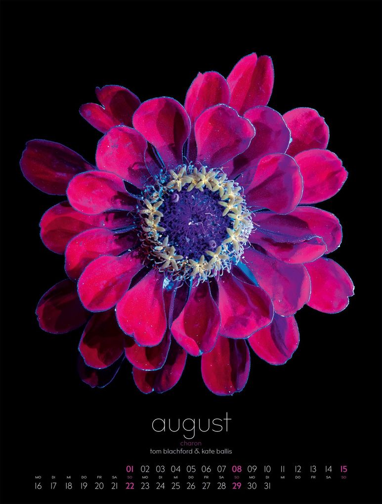Weitere Ansicht: in bloom Kalender 2027 | Blachford, Ackermann Kunstverlag GmbH