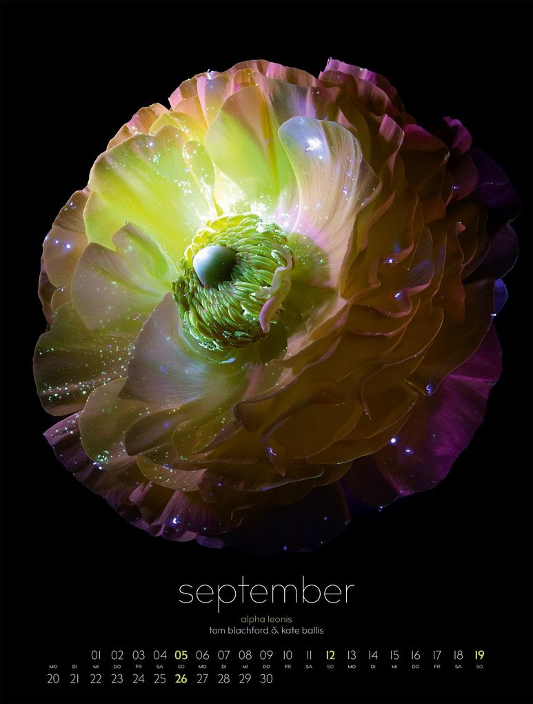 Weitere Ansicht: in bloom Kalender 2027 | Blachford, Ackermann Kunstverlag GmbH