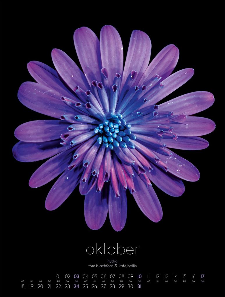 Weitere Ansicht: in bloom Kalender 2027 | Blachford, Ackermann Kunstverlag GmbH