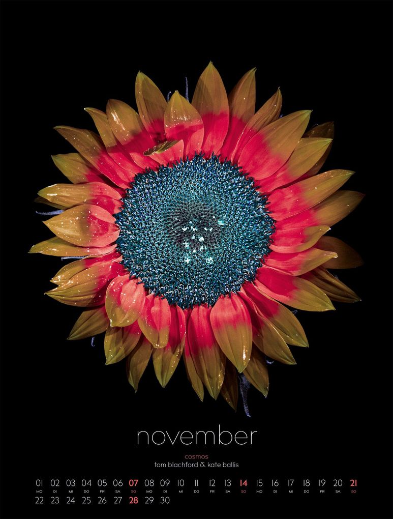 Weitere Ansicht: in bloom Kalender 2027 | Blachford, Ackermann Kunstverlag GmbH