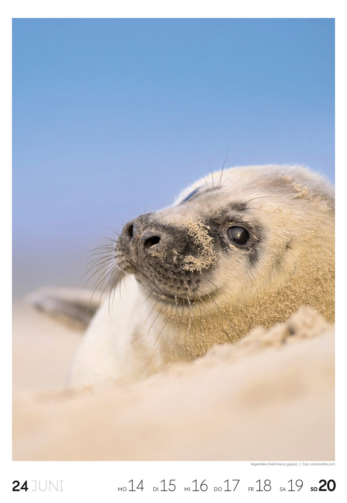 Weitere Ansicht: Küste Wochenkalender 2027 | Ackermann Kunstverlag GmbH