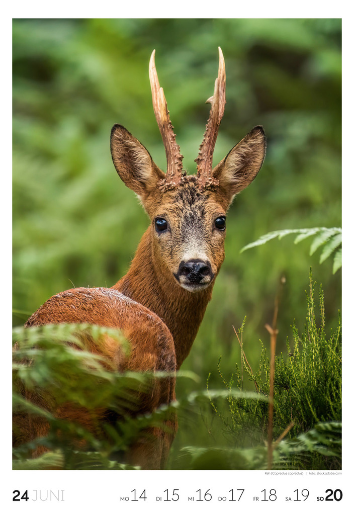 Weitere Ansicht: Natur Wochenkalender 2027 | Ackermann Kunstverlag GmbH