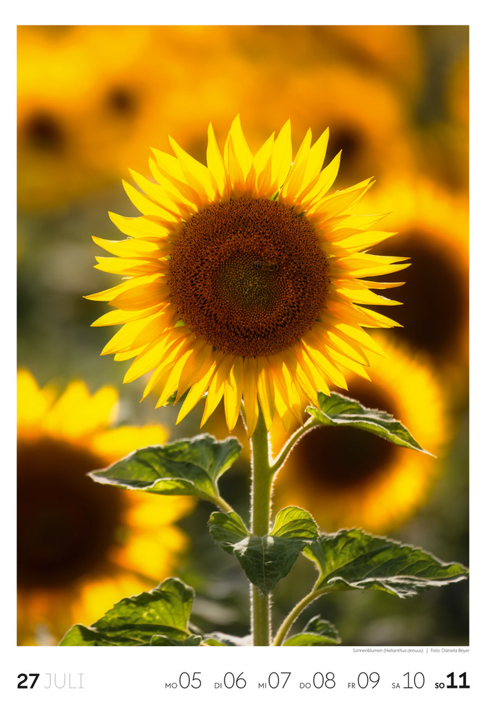 Weitere Ansicht: Natur Wochenkalender 2027 | Ackermann Kunstverlag GmbH