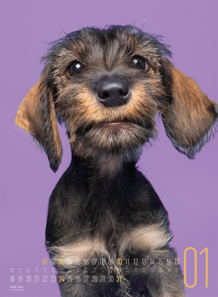 Weitere Ansicht: Frei Schnauze Kalender 2027 | Elke Vogelsang, Ackermann Kunstverlag GmbH