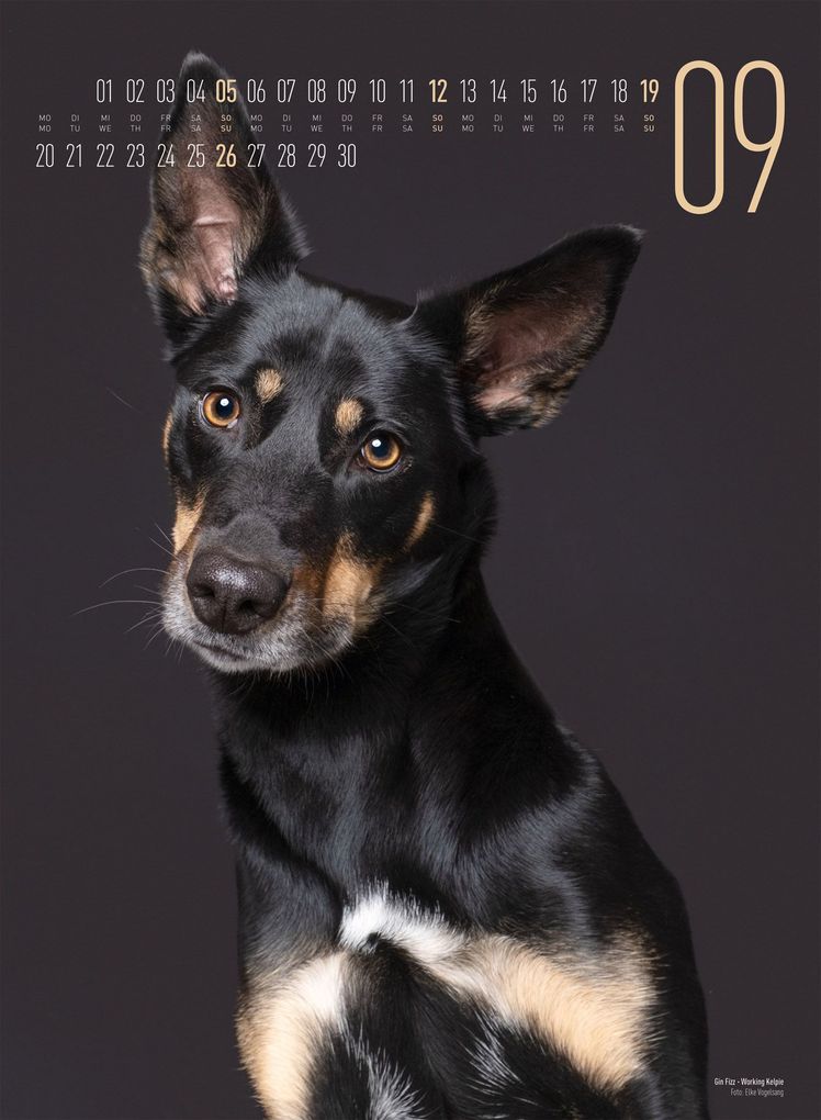 Weitere Ansicht: Frei Schnauze Kalender 2027 | Elke Vogelsang, Ackermann Kunstverlag GmbH