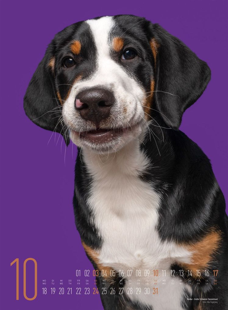 Weitere Ansicht: Frei Schnauze Kalender 2027 | Elke Vogelsang, Ackermann Kunstverlag GmbH