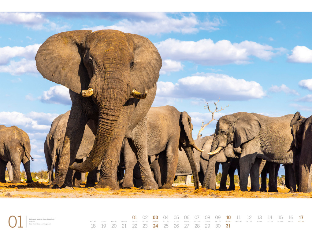 Weitere Ansicht: Afrika Gallery Kalender 2027 | Ackermann Kunstverlag GmbH