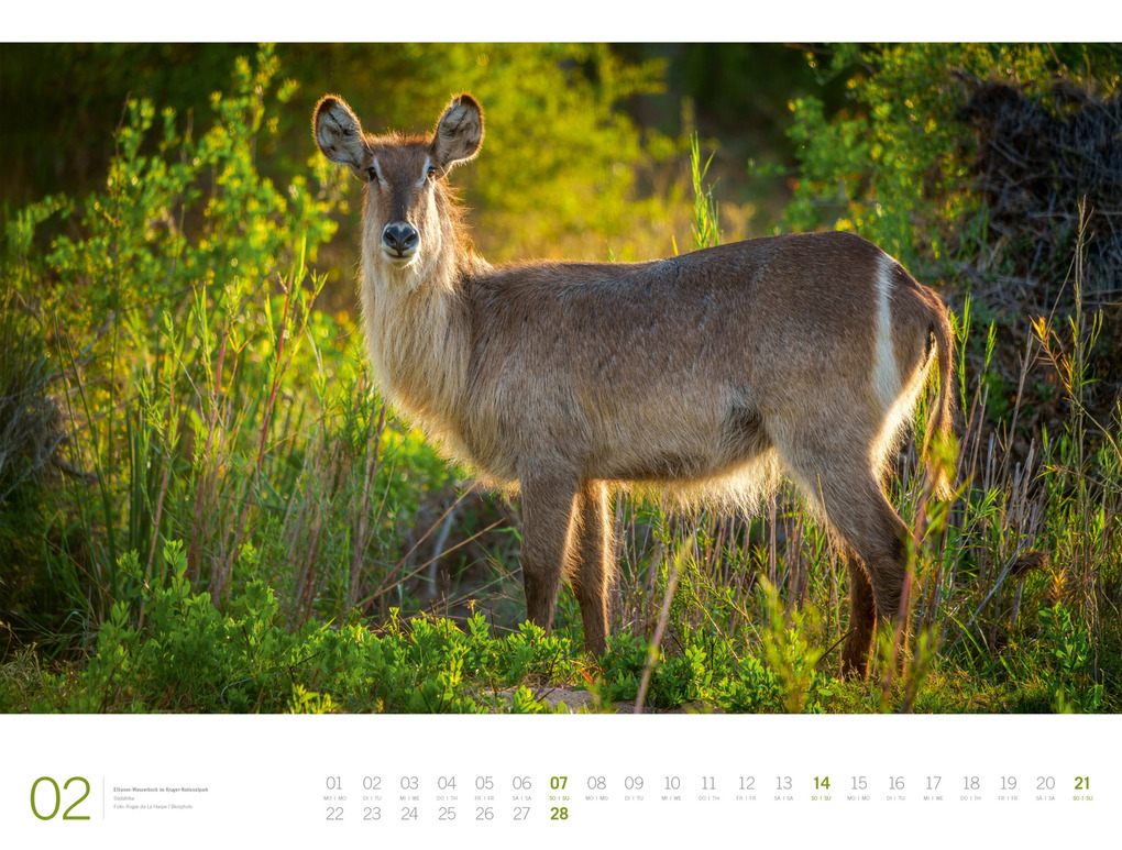 Weitere Ansicht: Afrika Gallery Kalender 2027 | Ackermann Kunstverlag GmbH