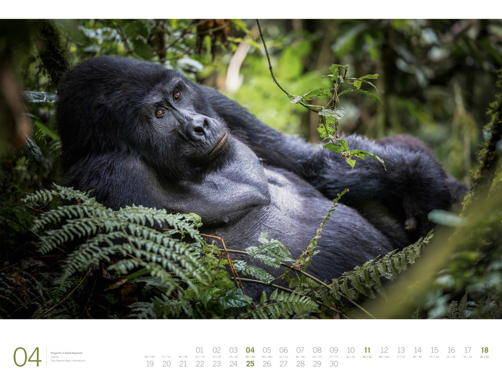Weitere Ansicht: Afrika Gallery Kalender 2027 | Ackermann Kunstverlag GmbH