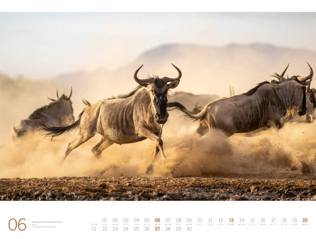 Weitere Ansicht: Afrika Gallery Kalender 2027 | Ackermann Kunstverlag GmbH