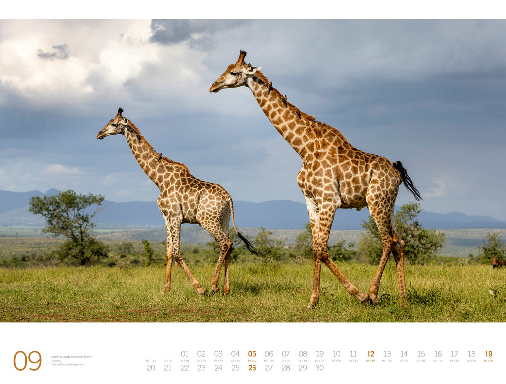 Weitere Ansicht: Afrika Gallery Kalender 2027 | Ackermann Kunstverlag GmbH