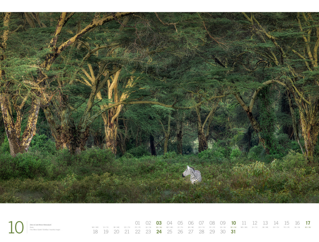Weitere Ansicht: Afrika Gallery Kalender 2027 | Ackermann Kunstverlag GmbH