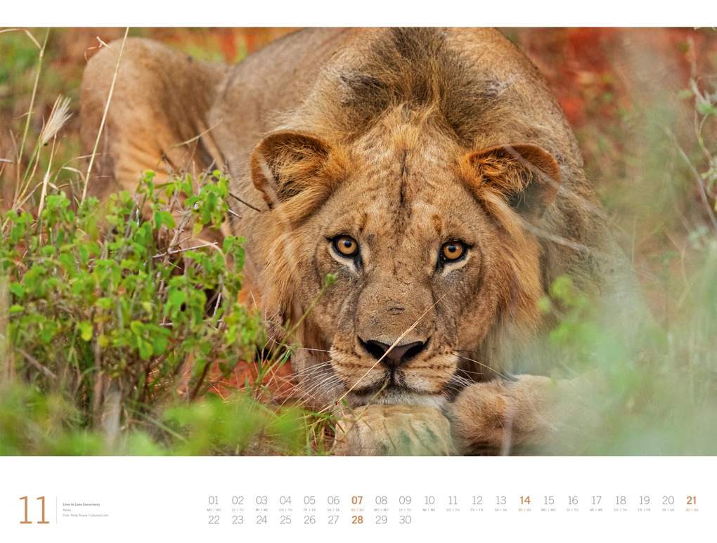 Weitere Ansicht: Afrika Gallery Kalender 2027 | Ackermann Kunstverlag GmbH