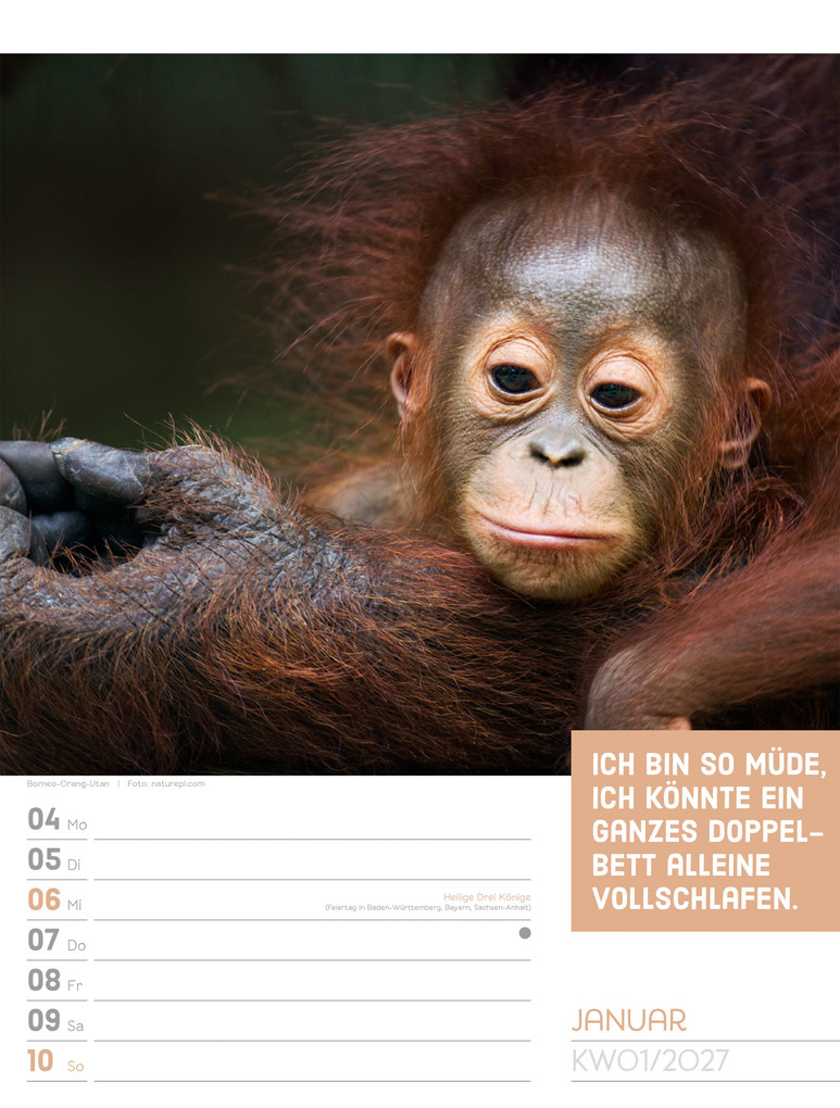 Weitere Ansicht: Tierisch Sprüchekalender Wochenplaner 2027 | Ackermann Kunstverlag GmbH