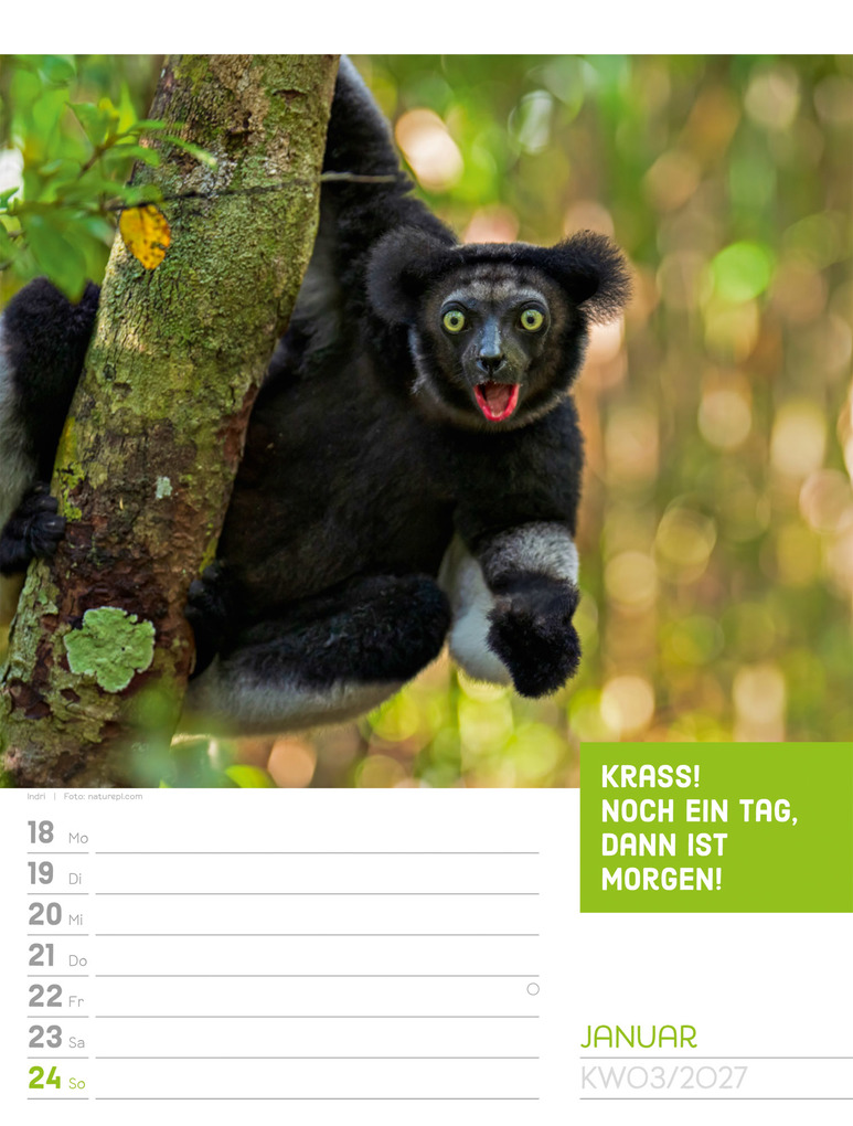 Weitere Ansicht: Tierisch Sprüchekalender Wochenplaner 2027 | Ackermann Kunstverlag GmbH