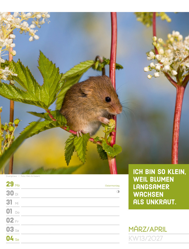 Weitere Ansicht: Tierisch Sprüchekalender Wochenplaner 2027 | Ackermann Kunstverlag GmbH
