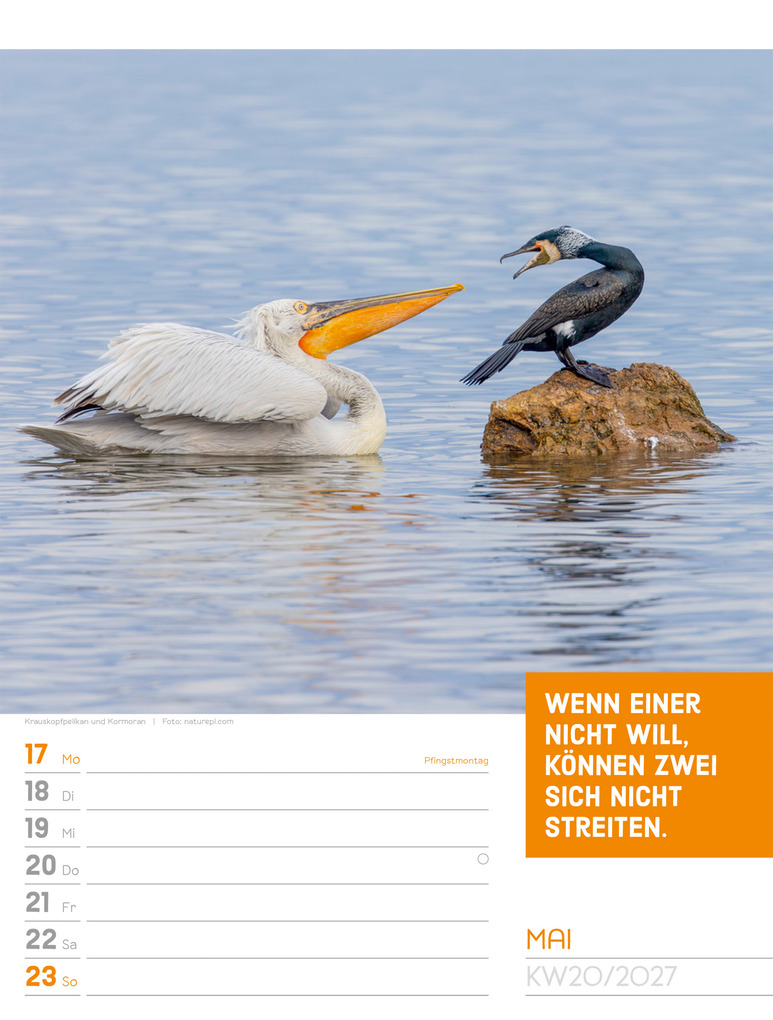 Weitere Ansicht: Tierisch Sprüchekalender Wochenplaner 2027 | Ackermann Kunstverlag GmbH