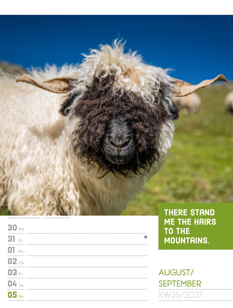 Weitere Ansicht: Tierisch Sprüchekalender Wochenplaner 2027 | Ackermann Kunstverlag GmbH