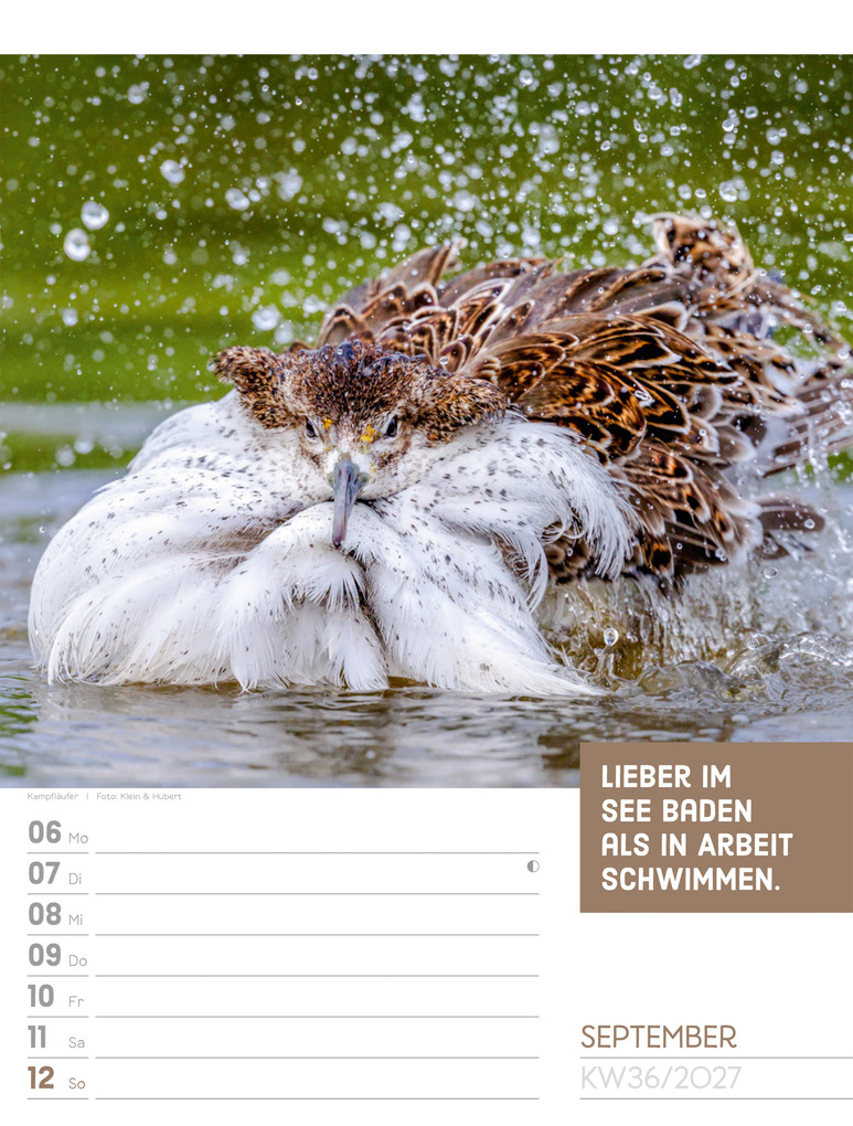 Weitere Ansicht: Tierisch Sprüchekalender Wochenplaner 2027 | Ackermann Kunstverlag GmbH