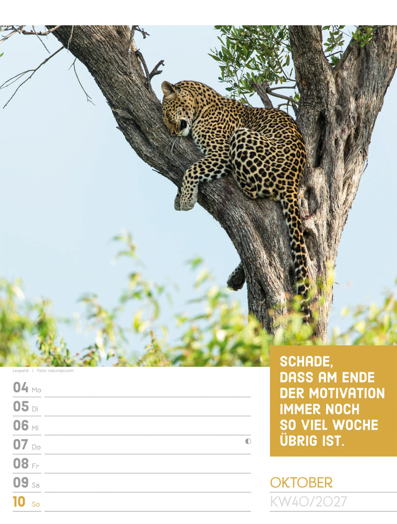 Weitere Ansicht: Tierisch Sprüchekalender Wochenplaner 2027 | Ackermann Kunstverlag GmbH
