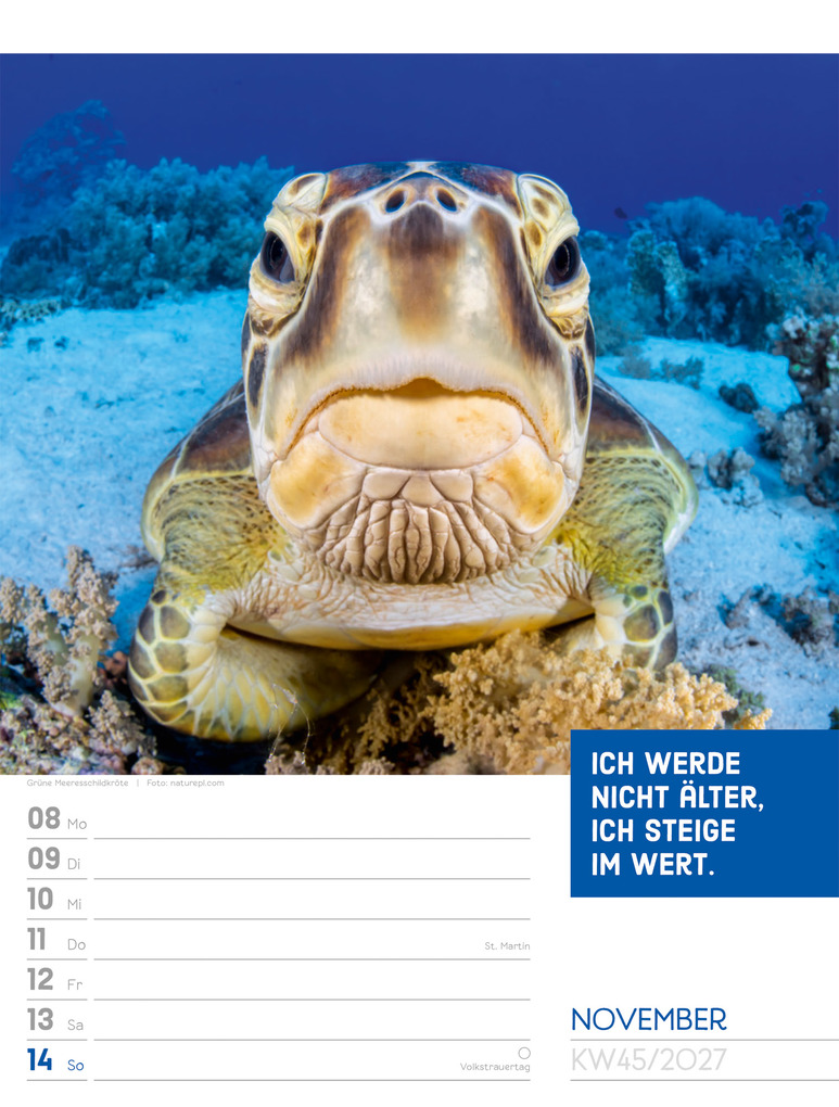 Weitere Ansicht: Tierisch Sprüchekalender Wochenplaner 2027 | Ackermann Kunstverlag GmbH