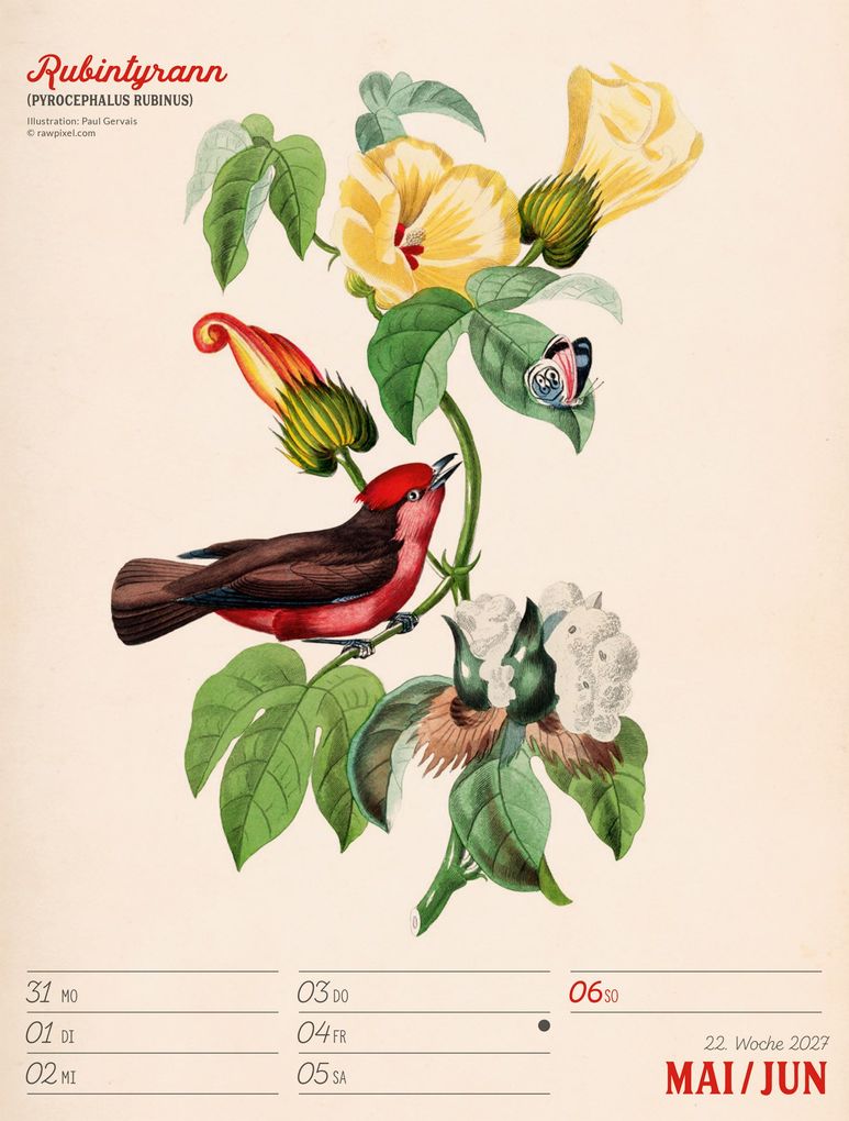 Weitere Ansicht: Wunderbare Vogelwelt Wochenplaner Kalender 2027 | Ackermann Kunstverlag GmbH