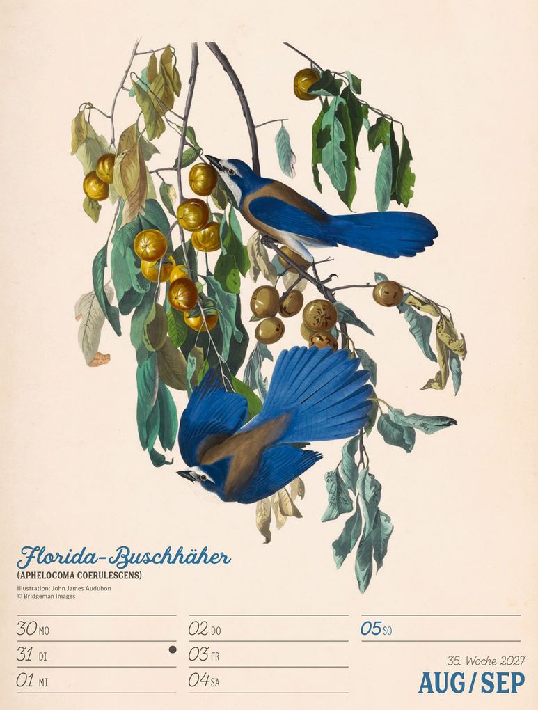 Weitere Ansicht: Wunderbare Vogelwelt Wochenplaner Kalender 2027 | Ackermann Kunstverlag GmbH