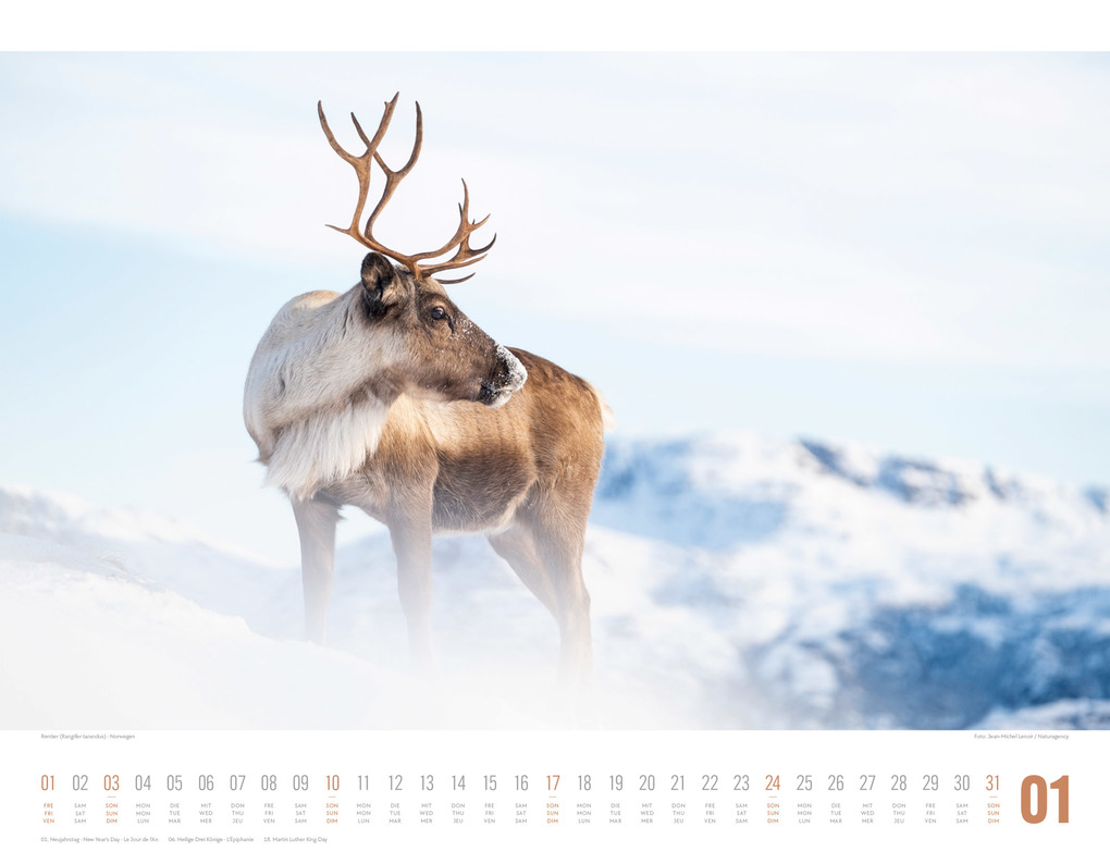 Weitere Ansicht: Tierwelt Skandinavien Kalender 2027 | Ackermann Kunstverlag GmbH